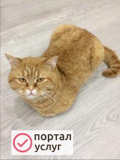 Фото Вязка котиков