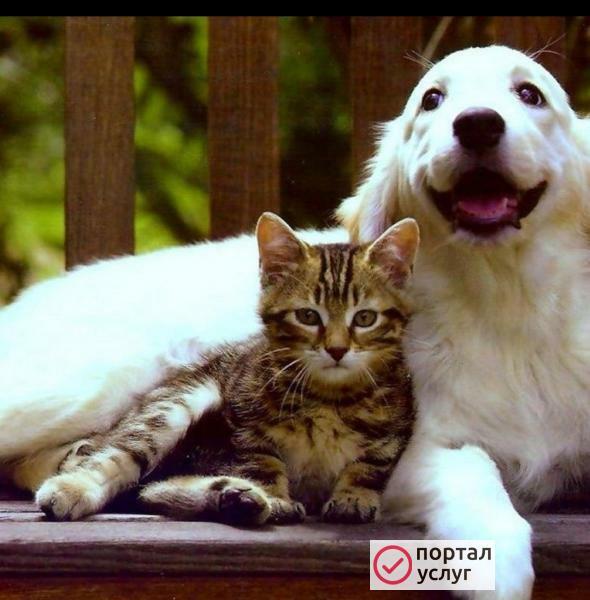 Фото Передержка животных