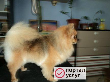 Фото Стрижка собак