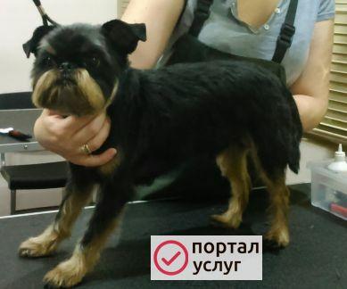 Фото Стрижка собак и кошек