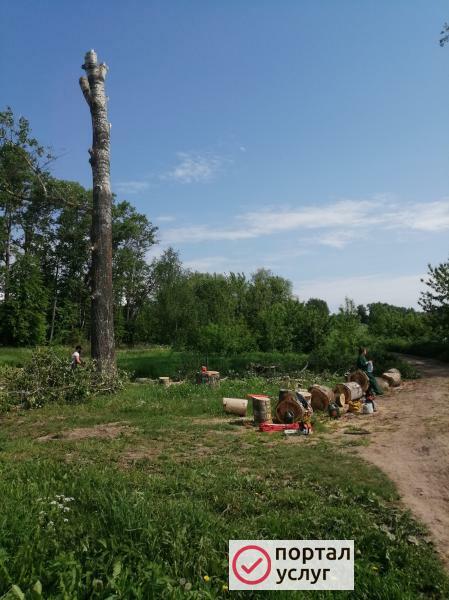 Фото Спил опасных деревьев