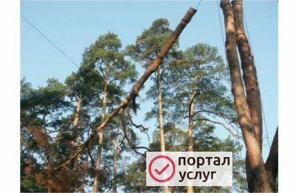Фото Нет- сухому дереву. Спил