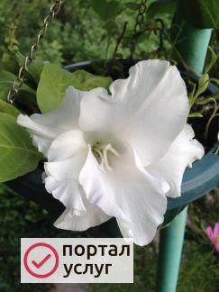Фото Уборка квартир