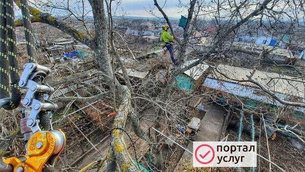 Фото Спил деревьев.Спилить дерево.