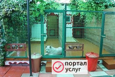 Фото Дачный отдых для домашних животных