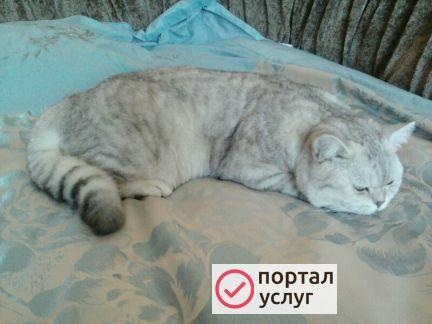 Фото Котик для ваших дам)
