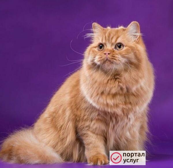 Фото Передержка для кошек