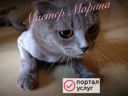 Фото Груминг кошек
