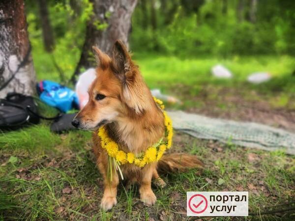 Фото Передержка собачек