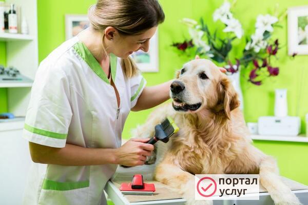 Фото Goldy Groom NSК (стрижка собак)