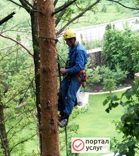 Фото Покос травы, Спил деревьев, уборка участка