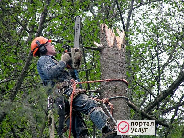 Фото Спил деревьев