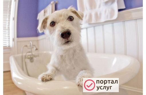 Фото Стрижка кошек и собак