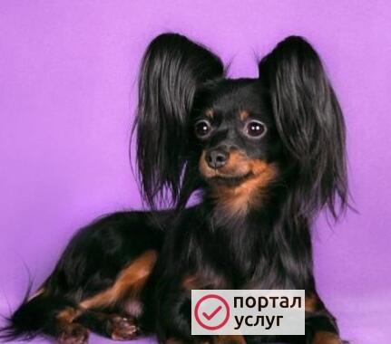 Фото Вязка