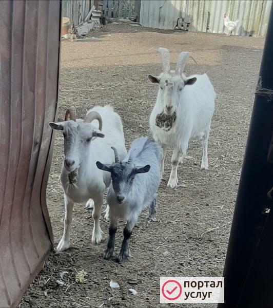 Фото козье молоко