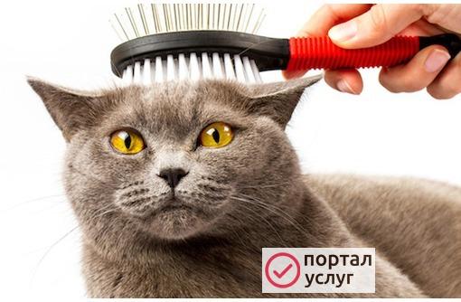 Фото Стрижка кошек и собак 