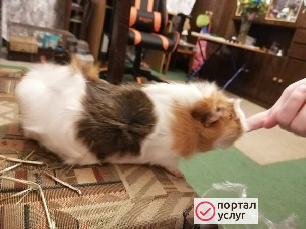Фото Передержка грызунов 