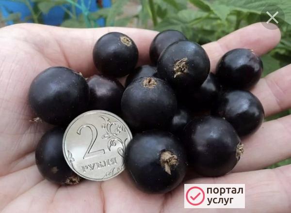 Фото Плодово-ягодные культуры 
