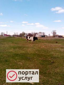 Фото Говядина