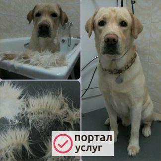 Фото Экспрес линька собак и кошек