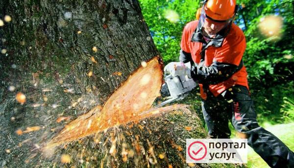 Фото Вырубку кустарников, деревьев