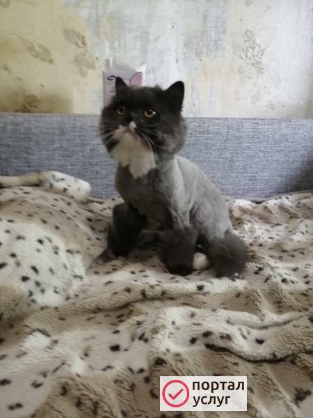Фото Стрижка кошек 