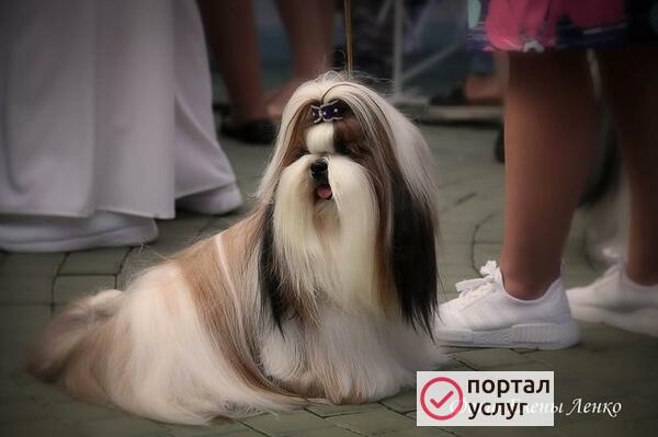 Фото Груминг