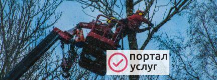 Фото Cпил,валка,вывоз утилизация аварийных деревьев