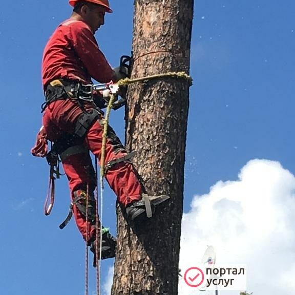Фото Спил деревьев 