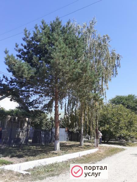 Фото Спил деревьев