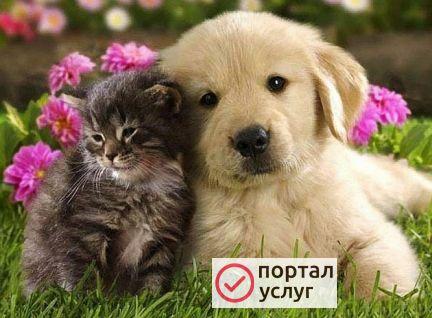 Фото Передержка животных