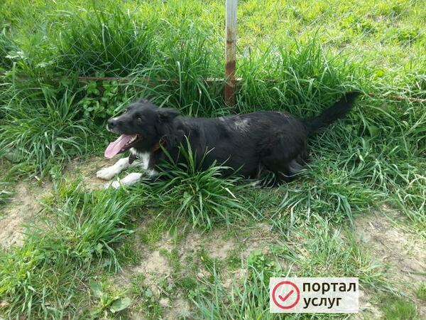 Фото Собака в добрые руки