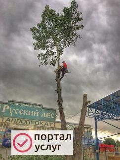 Фото Спил деревьев