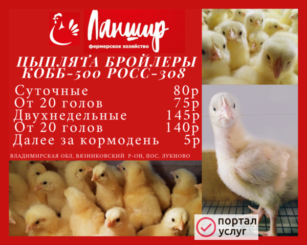 Фото Цыплята бройлеры