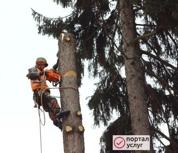 Фото Спил деревьев частями