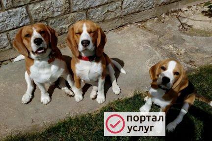 Фото Передержка собак