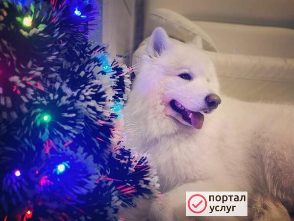 Фото Домашняя передержка собак