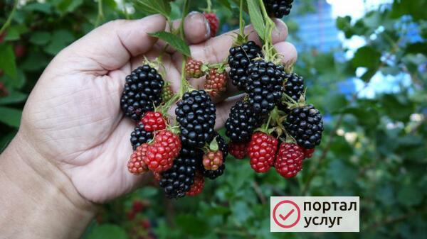 Фото саженцы ежевики сорт Дойл