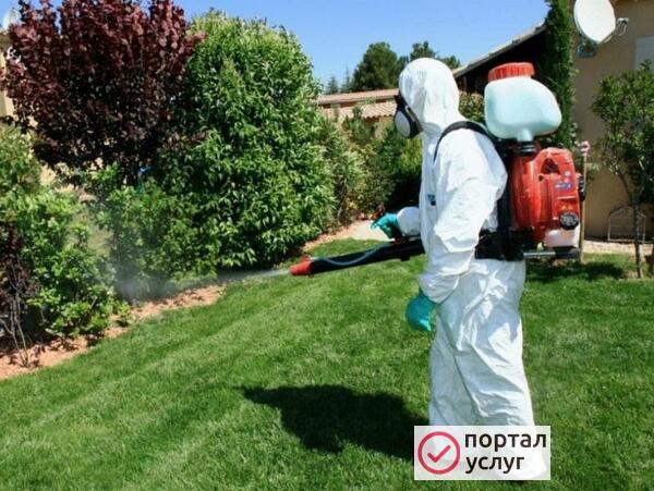 Фото Опрыскивание плодовых деревьев