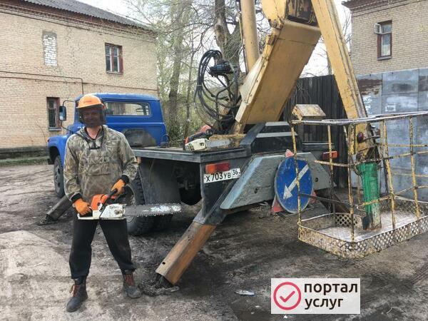 Фото Спиливание деревьев 