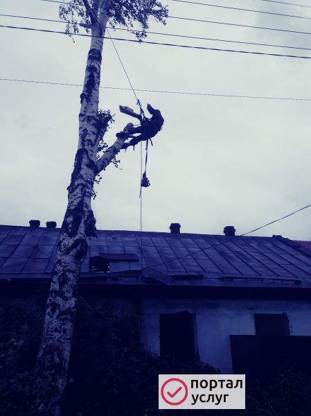 Фото Спил опасных деревьев