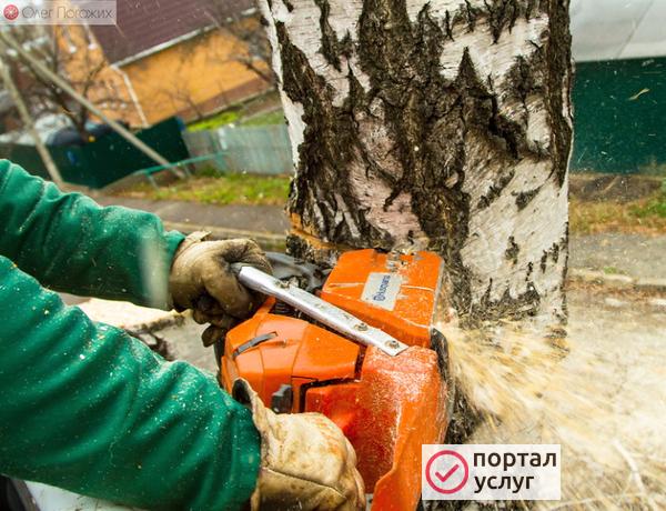 Фото Пилим и опиливаем деревья