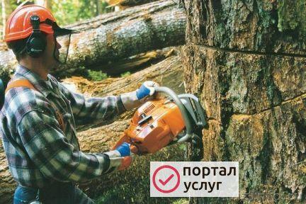 Фото Cпил деревьев