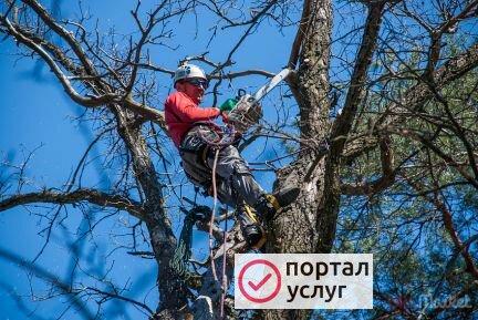 Фото Спил  деревьев 