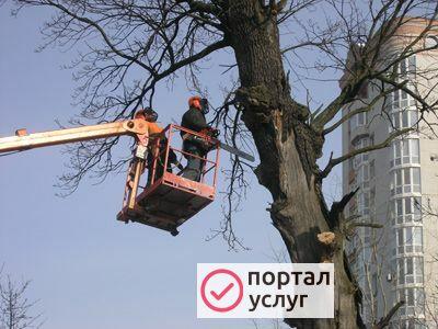 Фото Спил, удаление и валка деревьев
