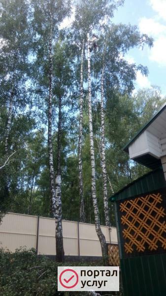 Фото Спилить дерево, удалить дерево