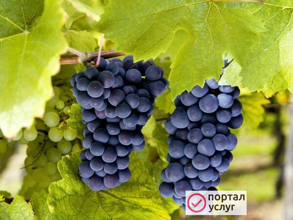 Фото Обрезка винограда