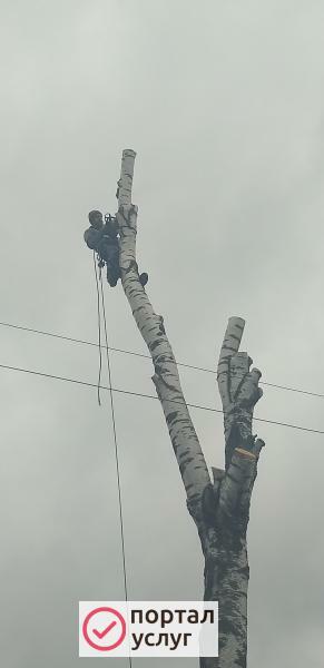 Фото Спил и обрезка деревьев