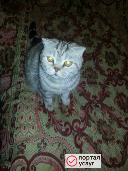 Фото Котик в добрые руки