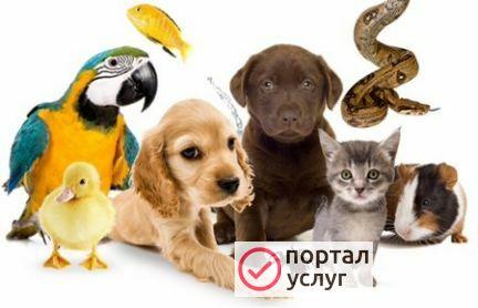Фото Временное содержание передержка